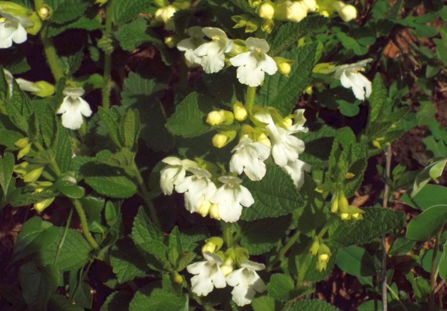 Lamiaceae: Melittis melissophyllum