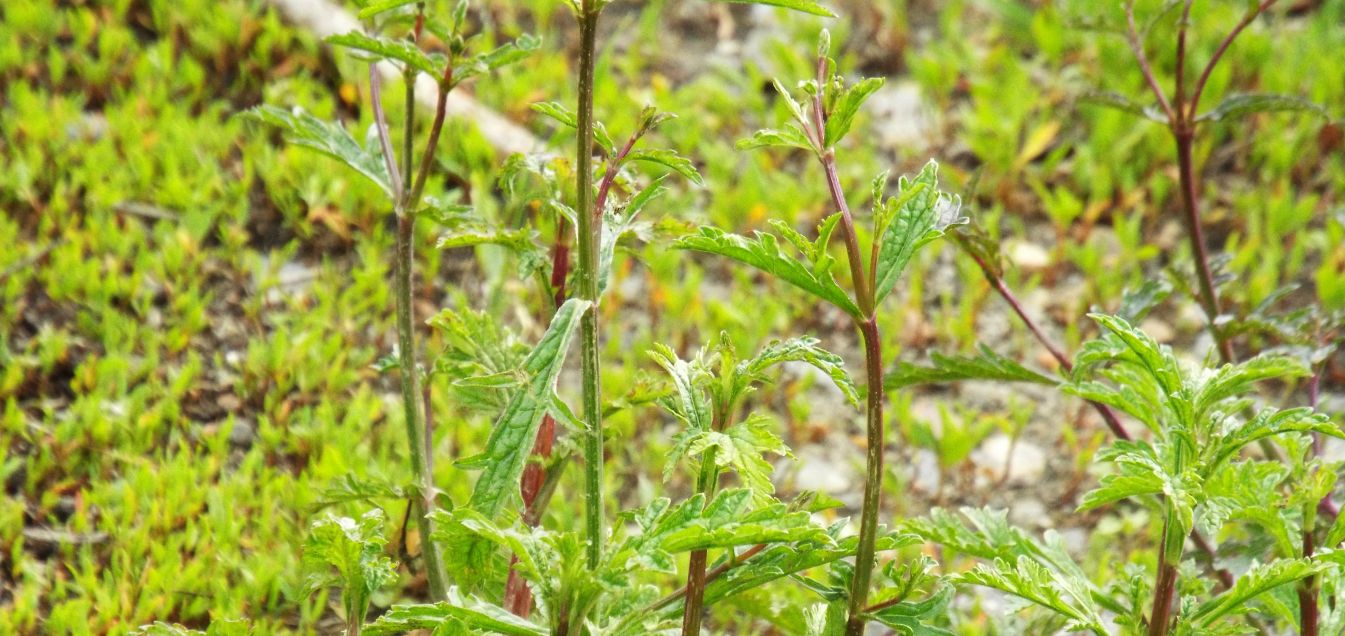 Verbena officinalis  (Verbenaceae)