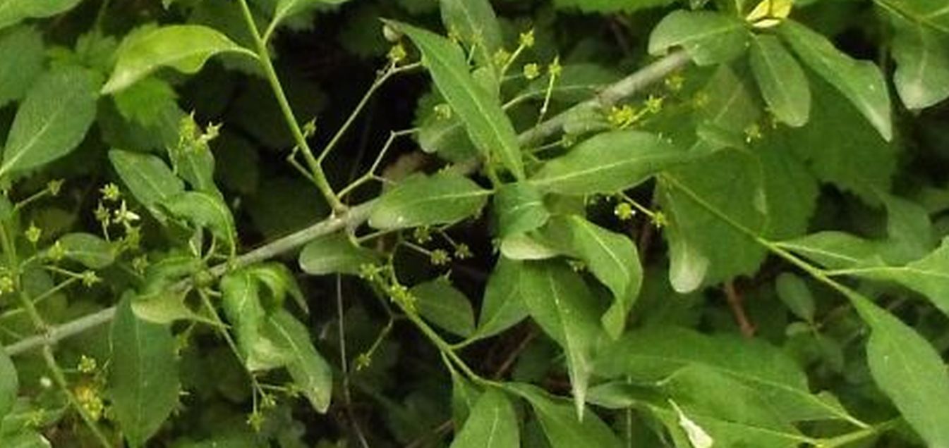 Berretta del prete /Euonymus europaeus (Celastraceae)