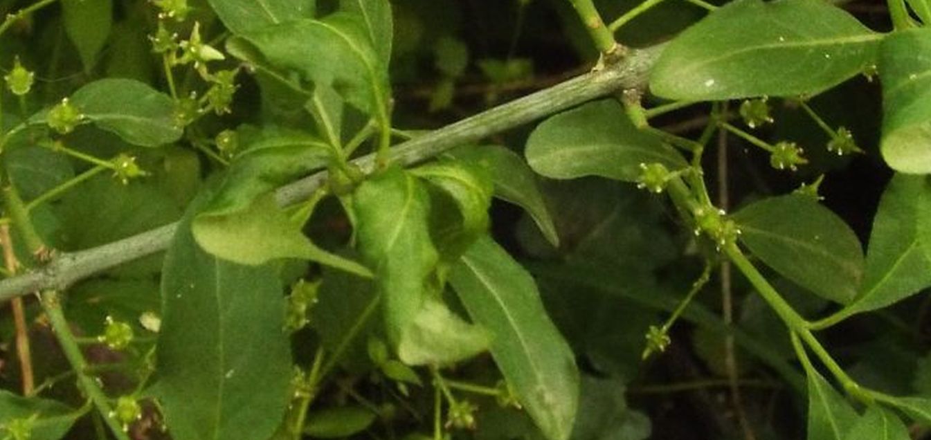 Berretta del prete /Euonymus europaeus (Celastraceae)