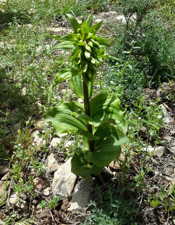 Orchis ?  No, Epipactis helleborine