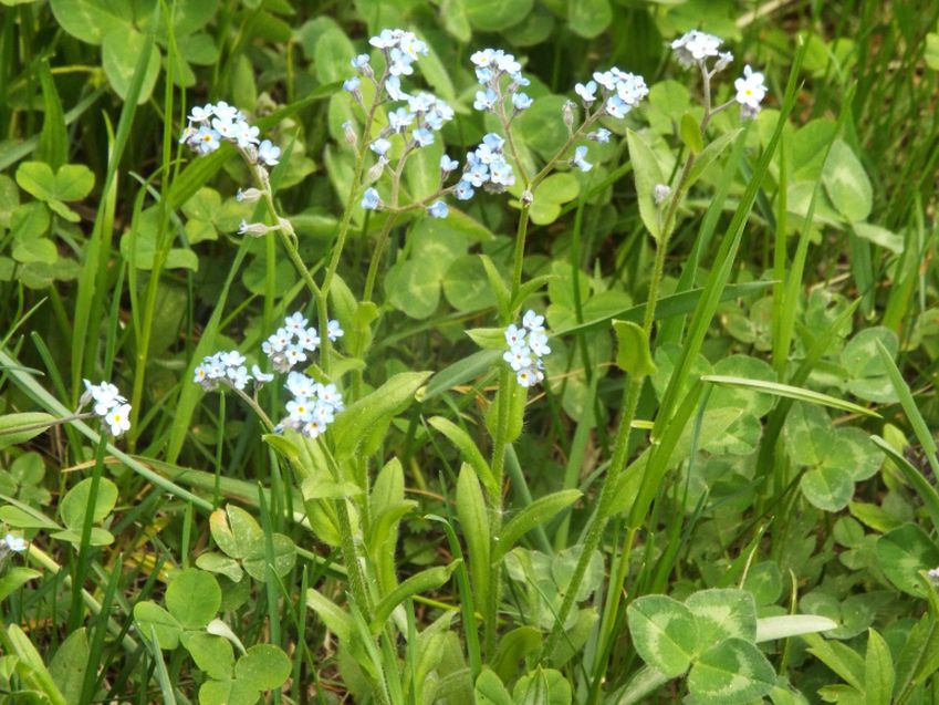 Altro Myosotis sp. : Myosotis cfr. sylvatica