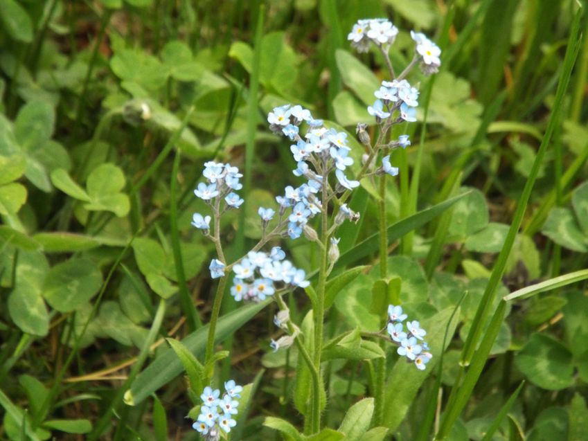 Altro Myosotis sp. : Myosotis cfr. sylvatica