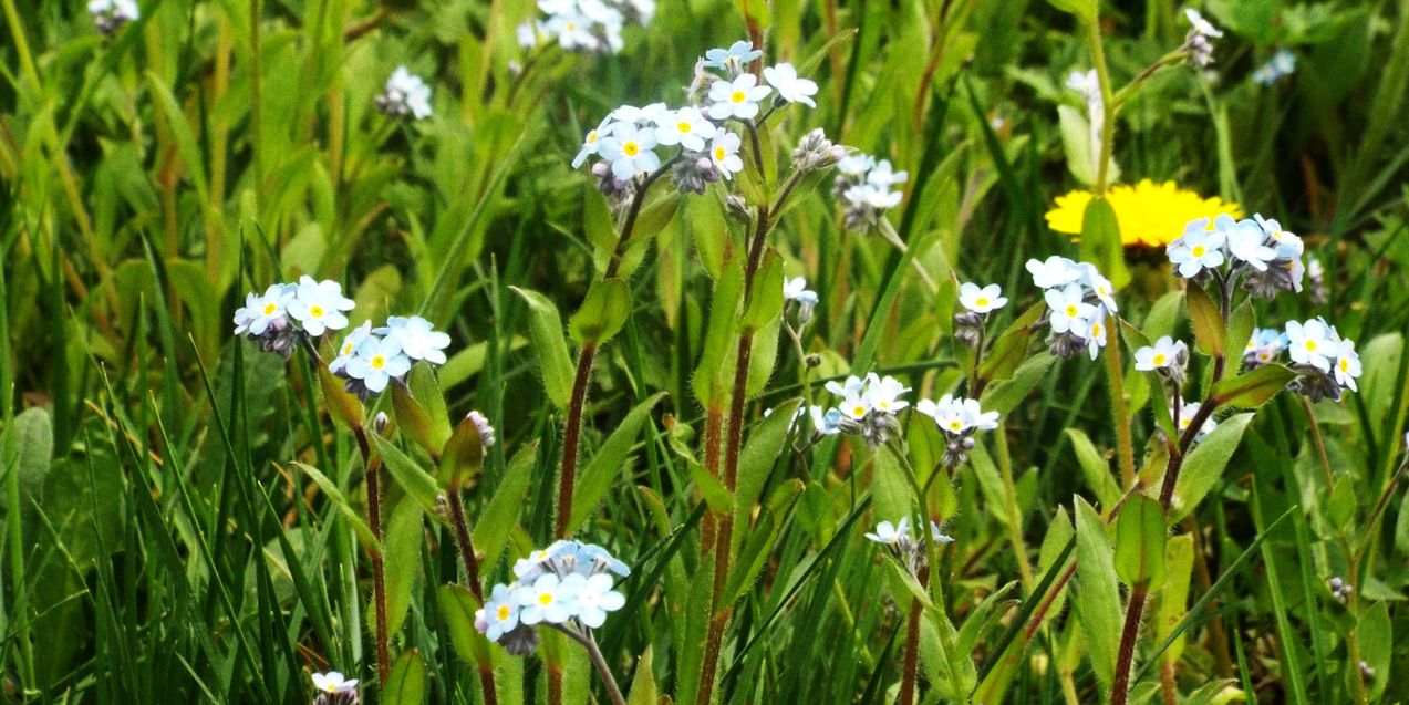 Altro Myosotis sp. : Myosotis cfr. sylvatica