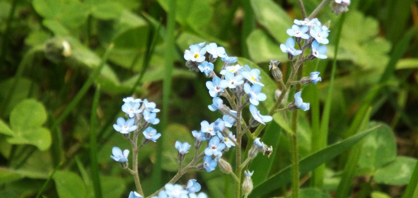 Altro Myosotis sp. : Myosotis cfr. sylvatica