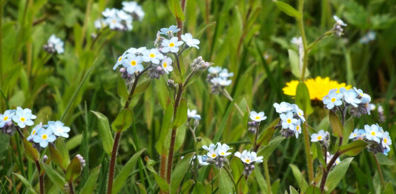 Altro Myosotis sp. : Myosotis cfr. sylvatica