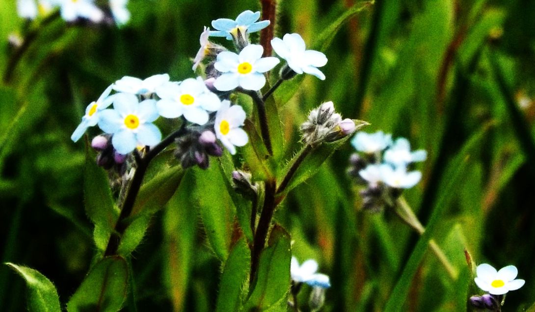 Altro Myosotis sp. : Myosotis cfr. sylvatica