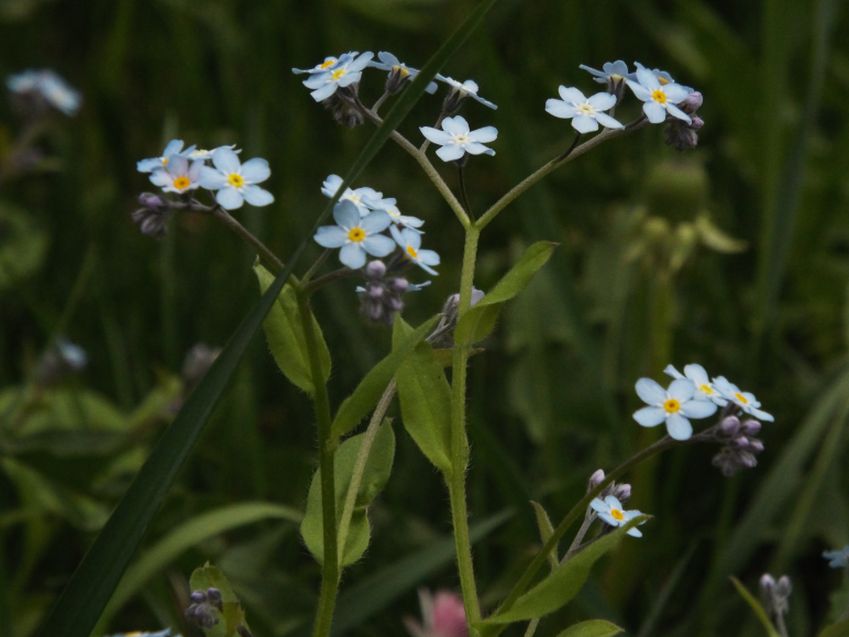 Altro Myosotis sp. : Myosotis cfr. sylvatica