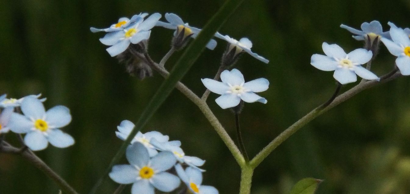 Altro Myosotis sp. : Myosotis cfr. sylvatica