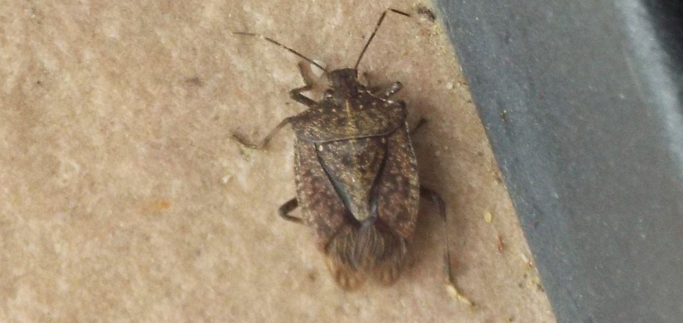 Halyomorpha halys (Pentatomidae)