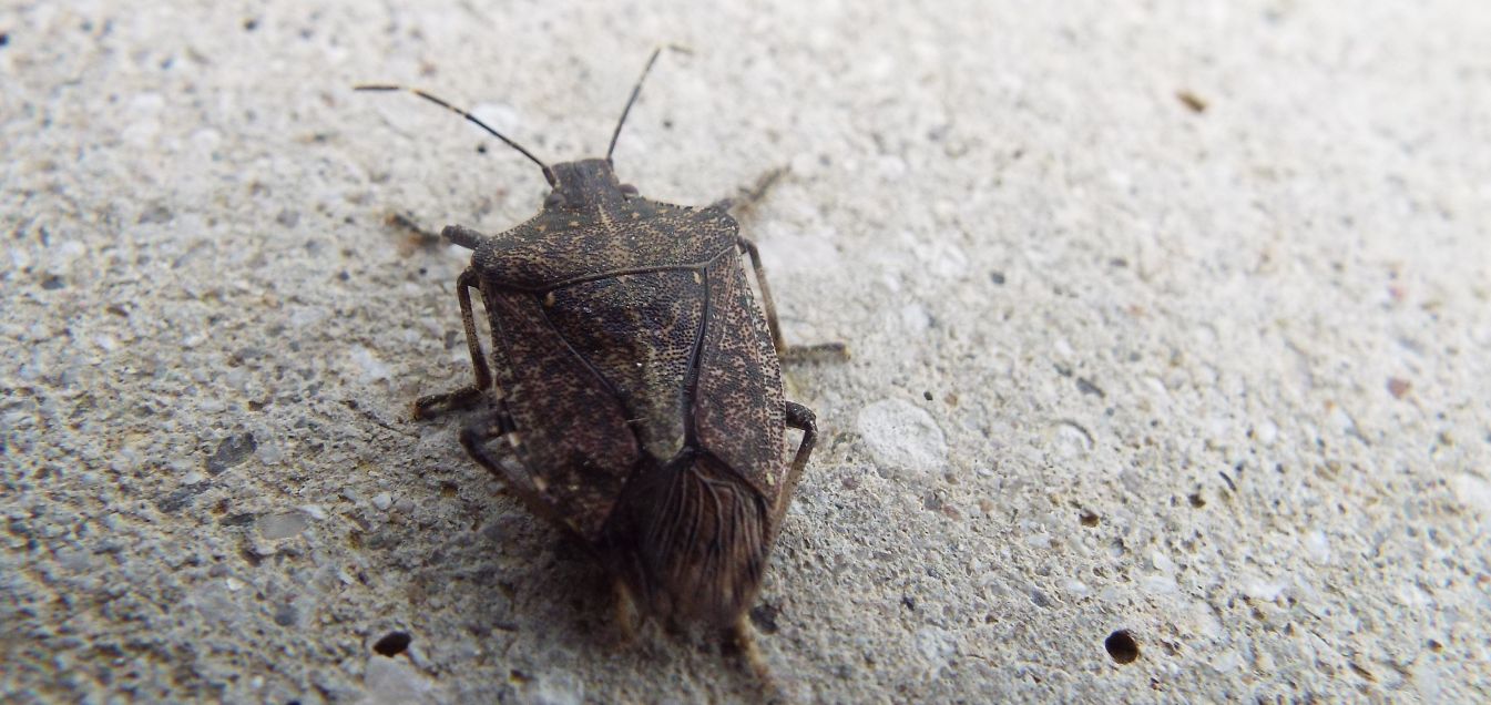 Halyomorpha halys (Pentatomidae)