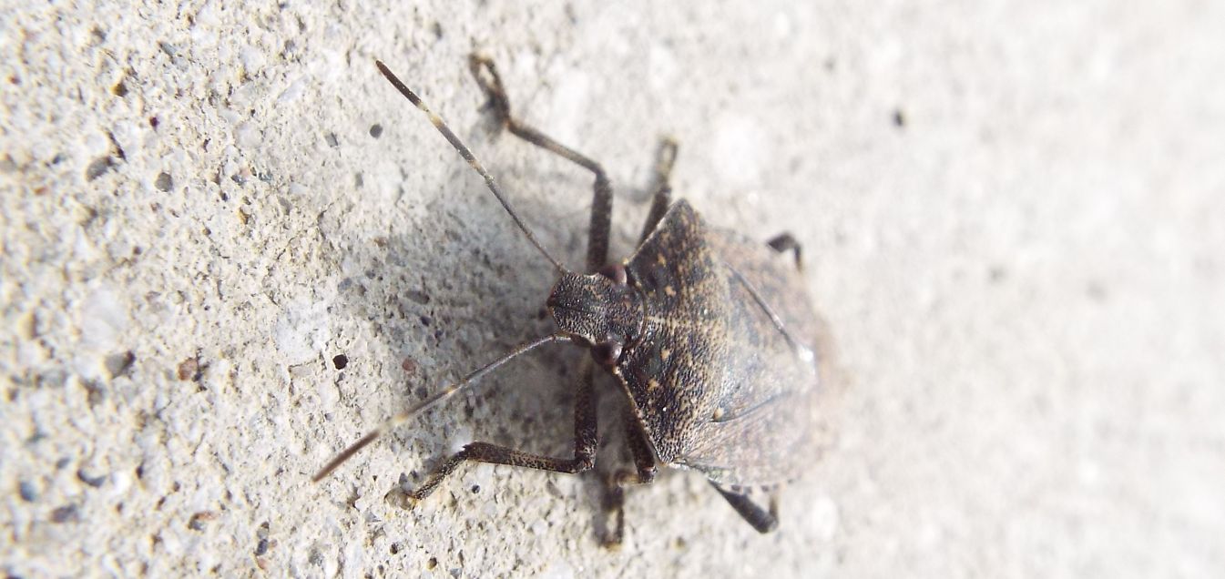 Halyomorpha halys (Pentatomidae)