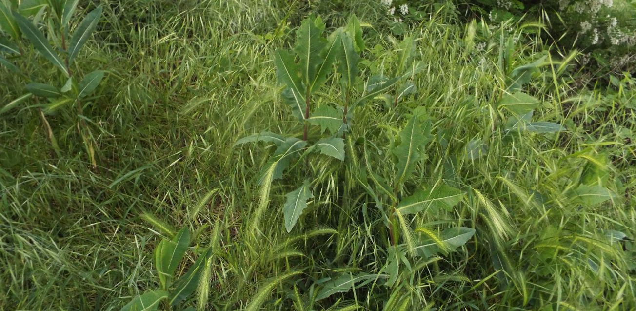 Lactuca sativa subsp. serriola