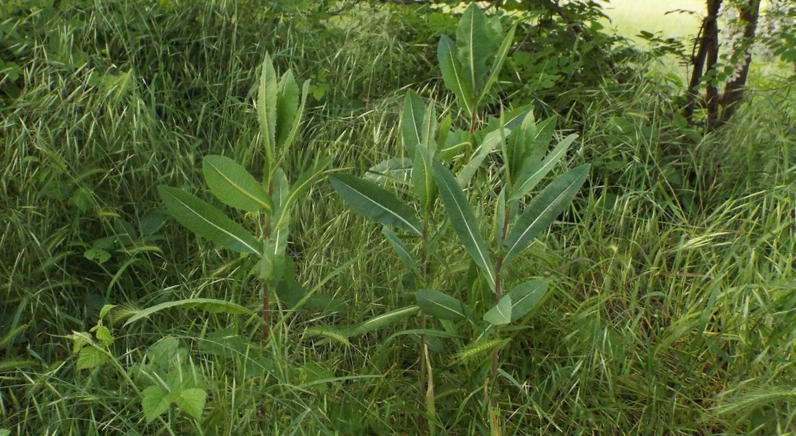 Lactuca sativa subsp. serriola