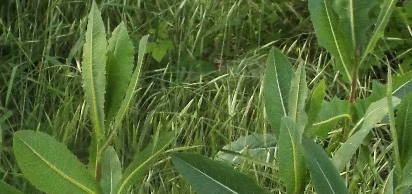 Lactuca sativa subsp. serriola