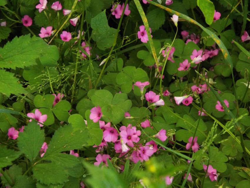 Oxalis articulata?  s !