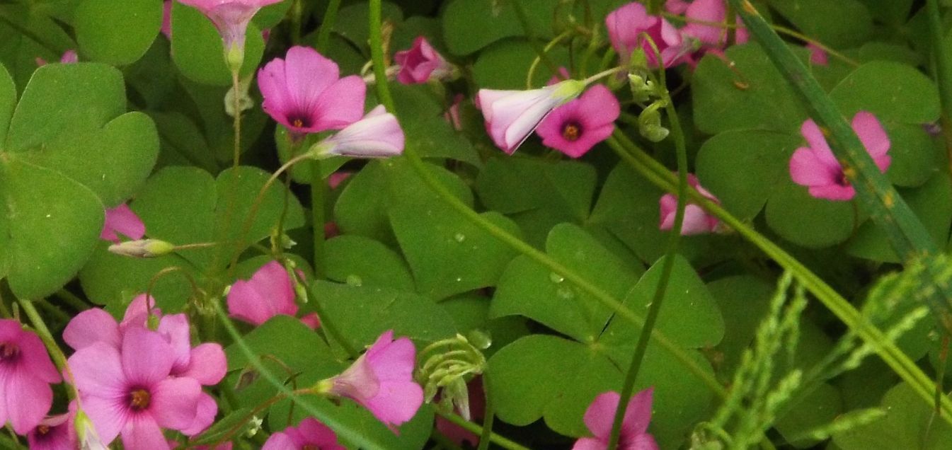 Oxalis articulata?  s !