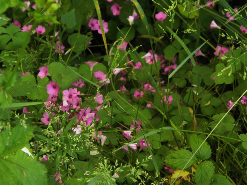 Oxalis articulata?  s !