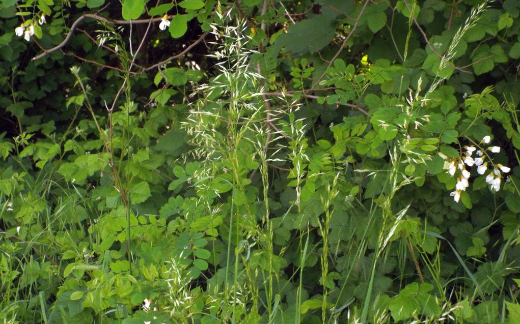 Poaceae:  Arrhenatherum elatius e Anisantha cfr. sterilis