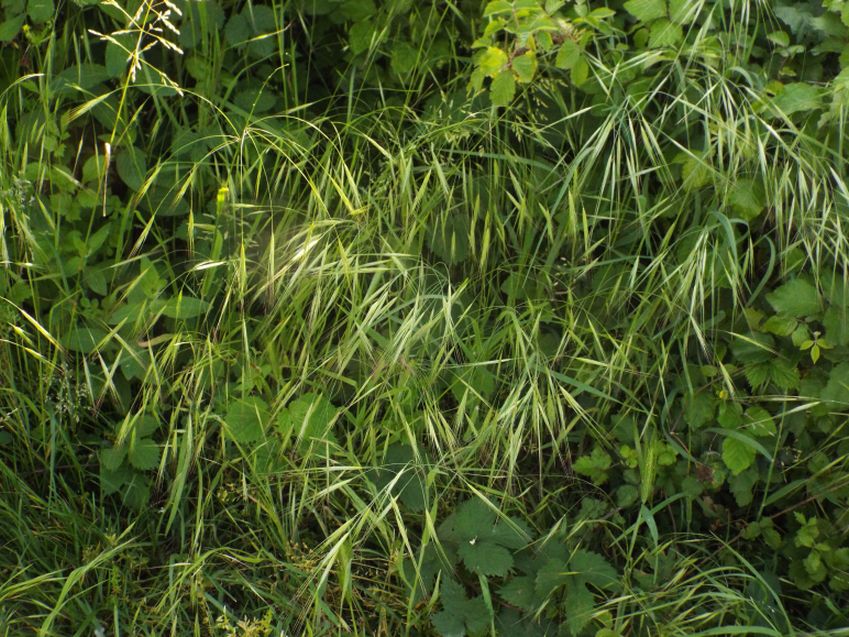 Poaceae:  Arrhenatherum elatius e Anisantha cfr. sterilis