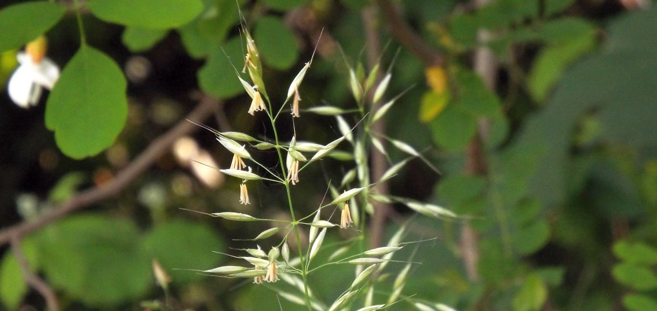 Poaceae:  Arrhenatherum elatius e Anisantha cfr. sterilis