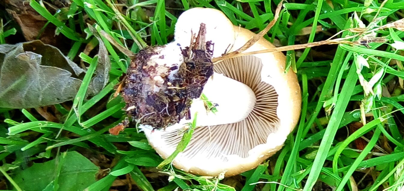 Psathyrella candolleana (cfr.)