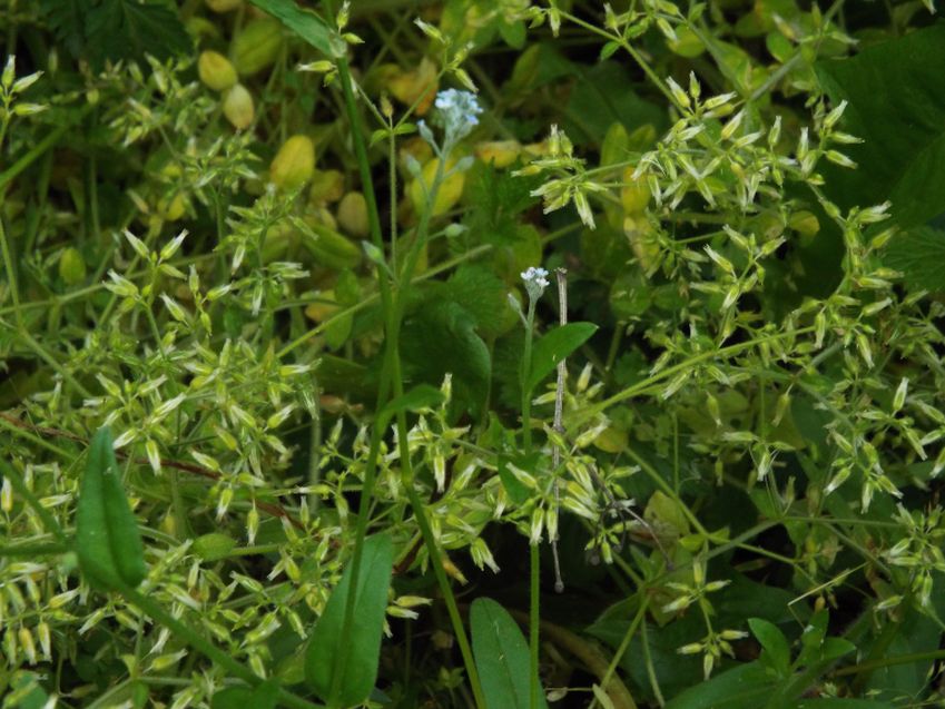 Cerastium sp. (Caryophyllaceae)