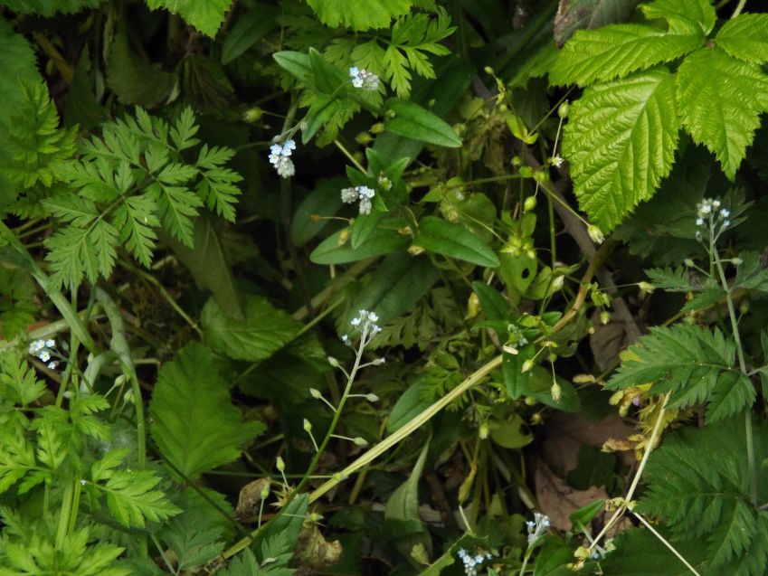 Cerastium sp. (Caryophyllaceae)