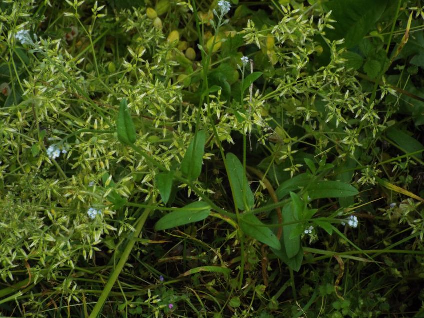 Cerastium sp. (Caryophyllaceae)