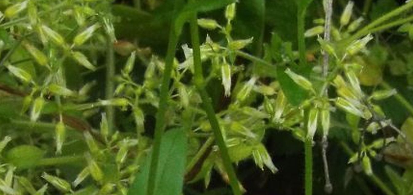 Cerastium sp. (Caryophyllaceae)