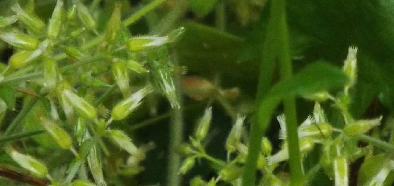 Cerastium sp. (Caryophyllaceae)