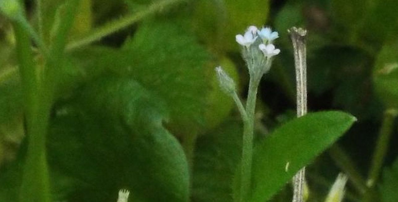 Myosotis sp.....