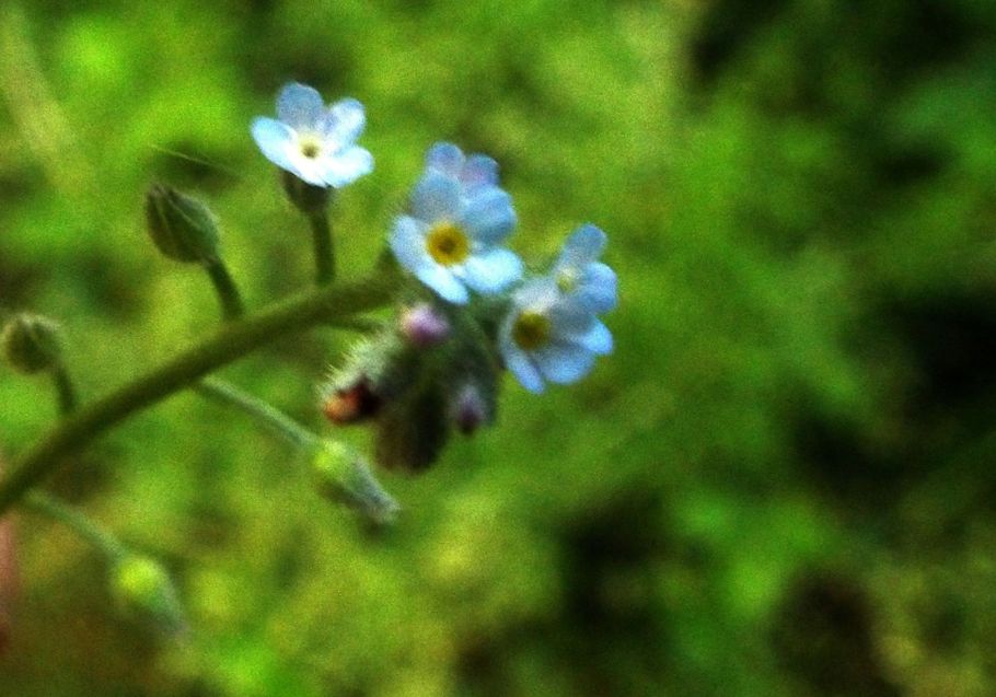 Myosotis sp.....