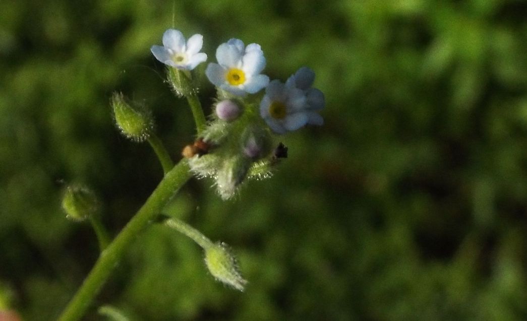 Myosotis sp.....