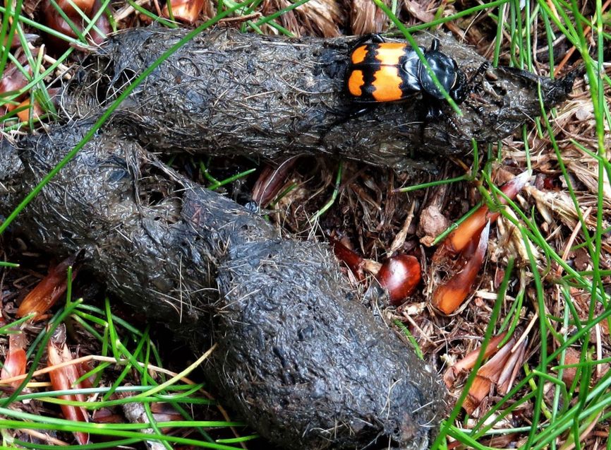 Nicrophorus vespilloides, Silphidae