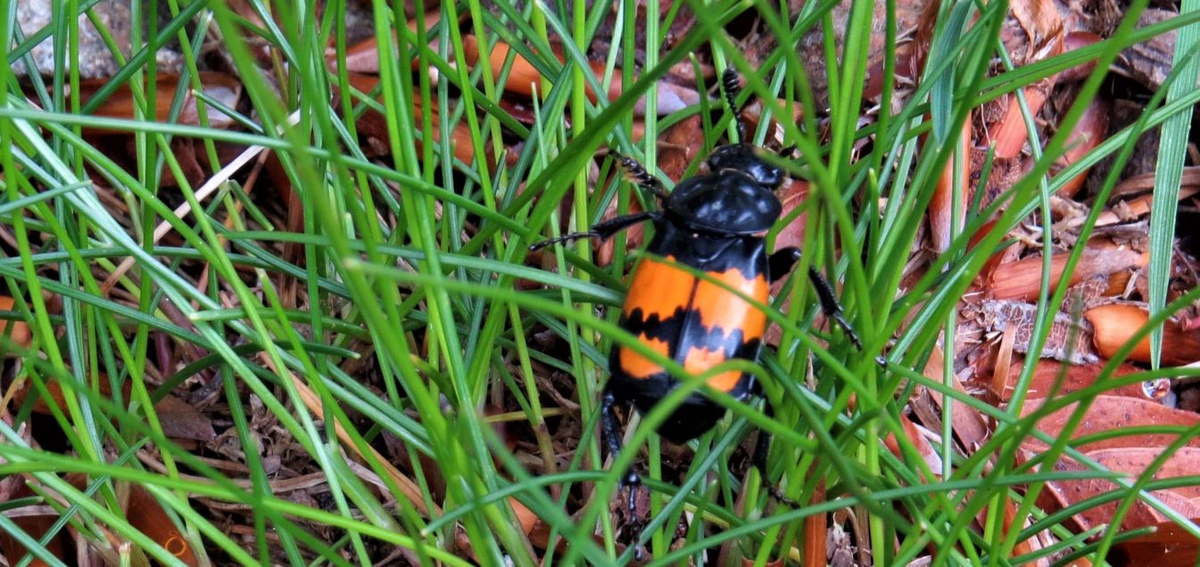 Nicrophorus vespilloides, Silphidae