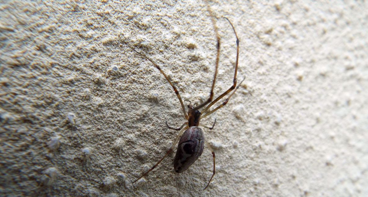 Tetragnatha sp. - Cazzago Brabbia (VA)