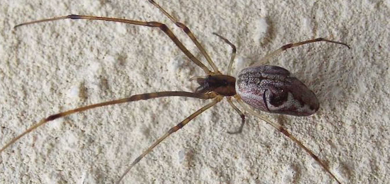 Tetragnatha sp. - Cazzago Brabbia (VA)