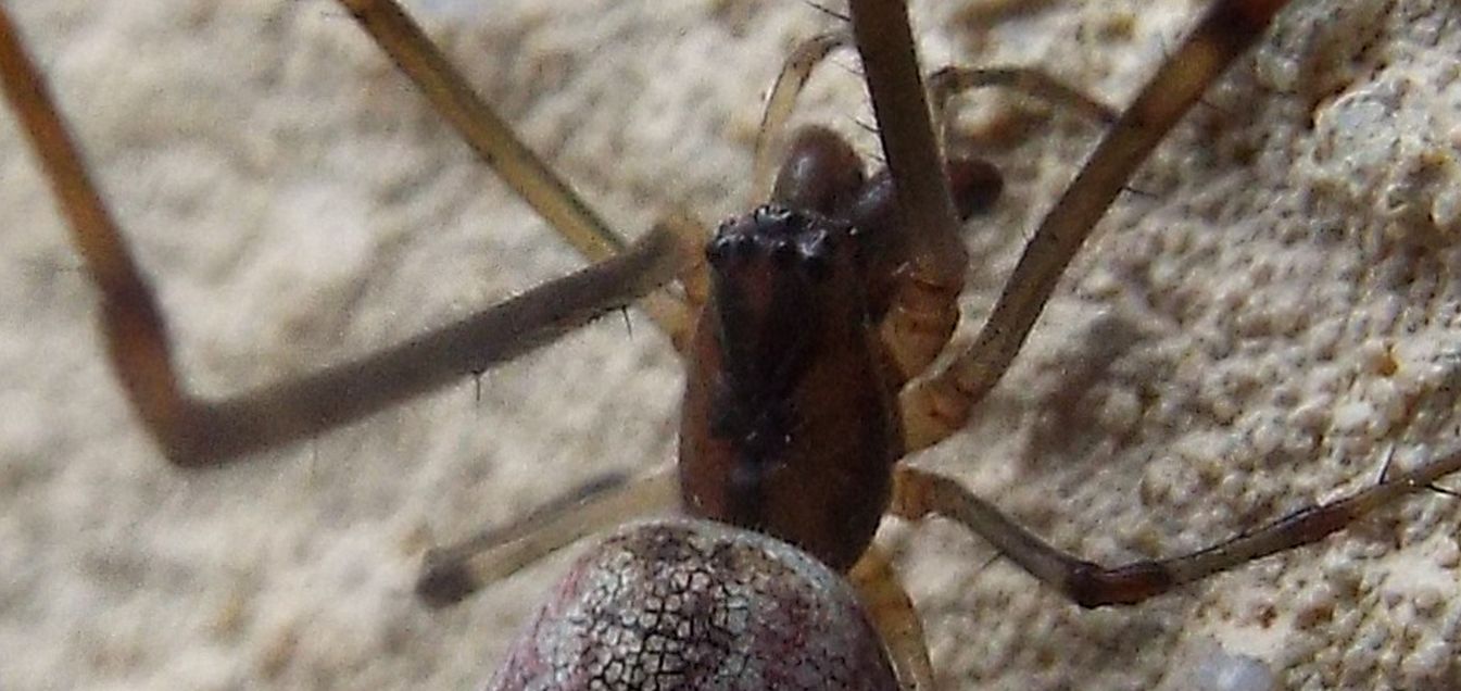 Tetragnatha sp. - Cazzago Brabbia (VA)