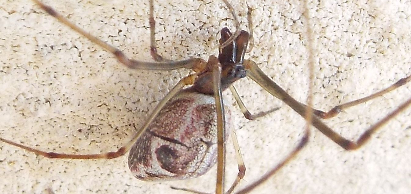Tetragnatha sp. - Cazzago Brabbia (VA)