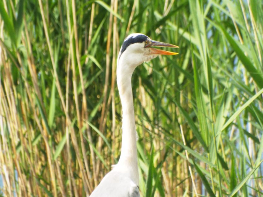 Airone cenerino (Ardea cinerea):  curiosit