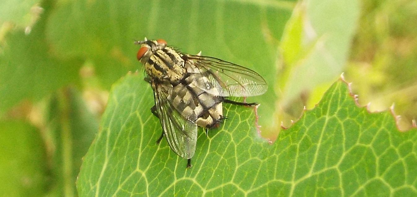 Sarcophaga sp. (Sarcophagidae)
