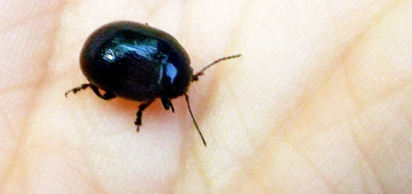 Chrysomelidae: Chrysolina haemoptera