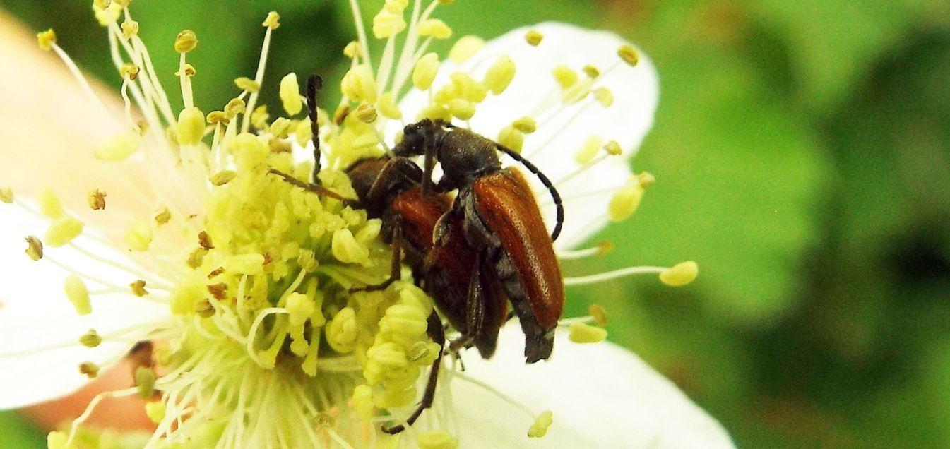 Cerambycidae:  Paracorymbia fulva