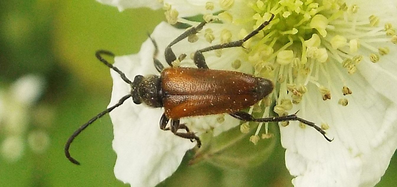 Cerambycidae:  Paracorymbia fulva