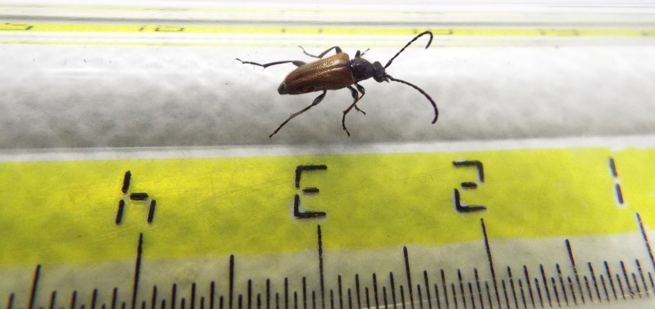 Cerambycidae:  Paracorymbia fulva