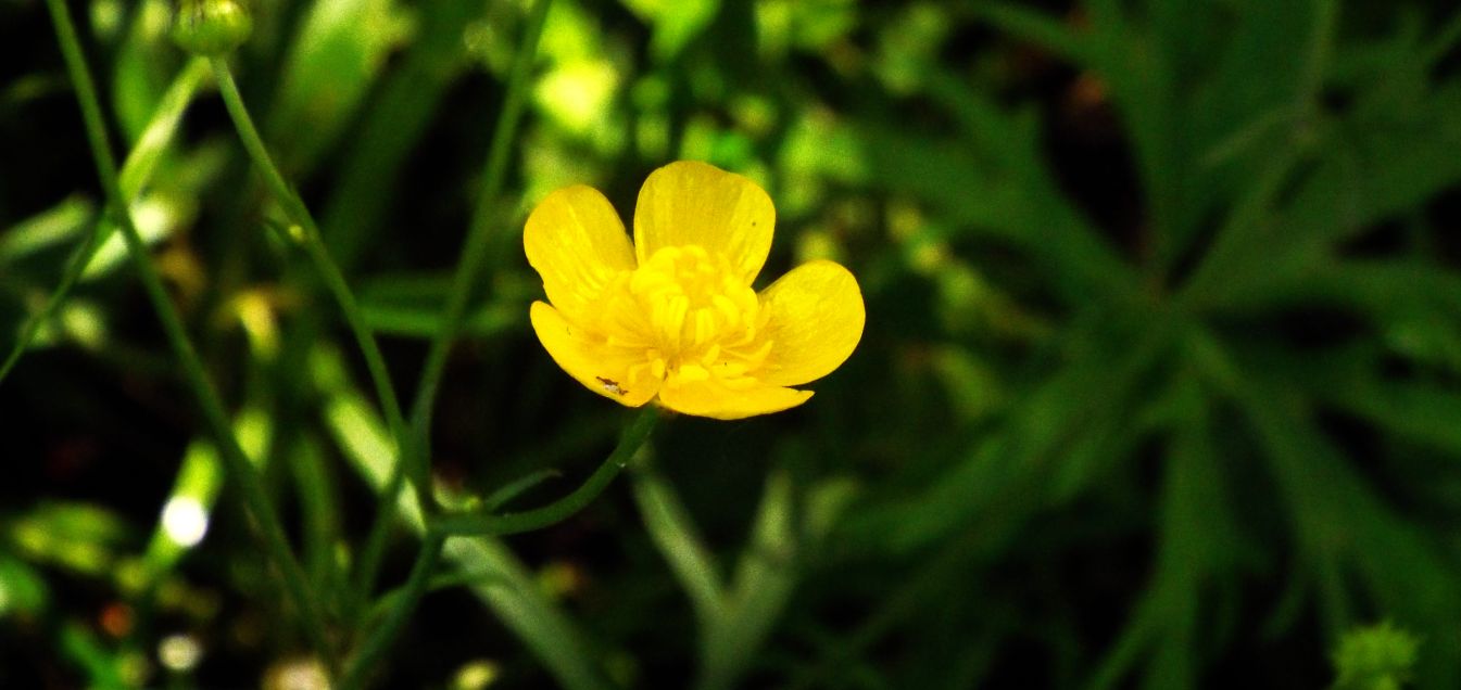 Ranunculus cfr. acris e Geum urbanum