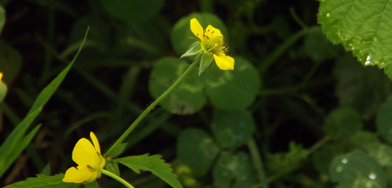 Ranunculus cfr. acris e Geum urbanum