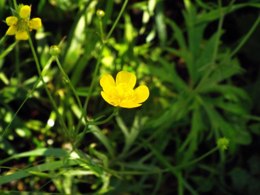Ranunculus cfr. acris e Geum urbanum