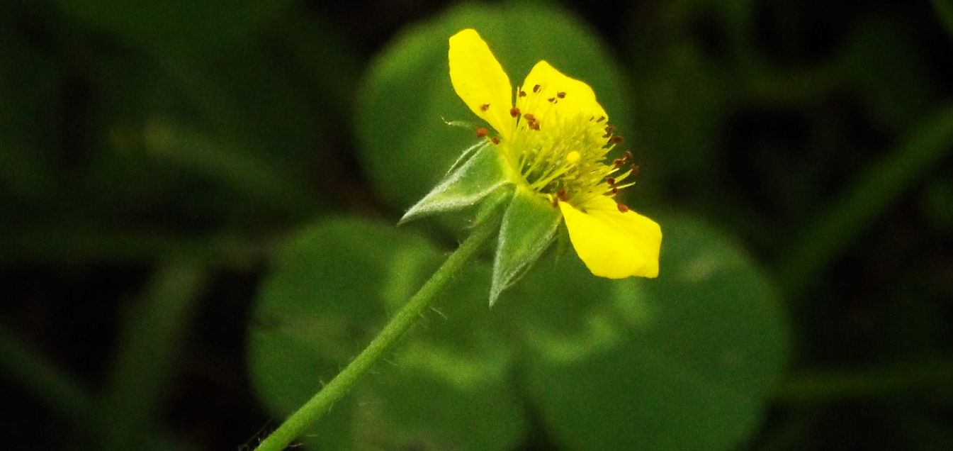 Ranunculus cfr. acris e Geum urbanum